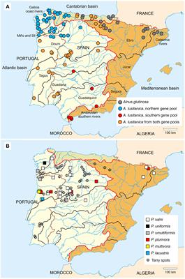 Breeding Alnus species for resistance to Phytophthora disease in the Iberian Peninsula